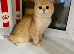 Фан-Фан золотой котенок