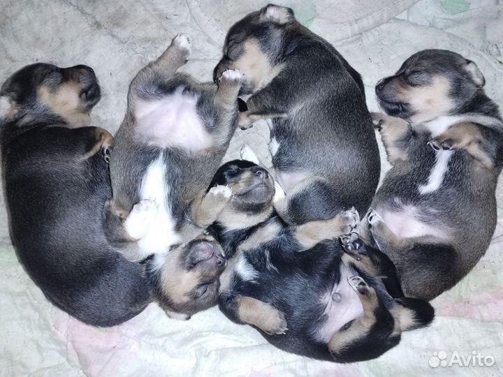 Щенки-метисы. Бесплатно. В добрые руки