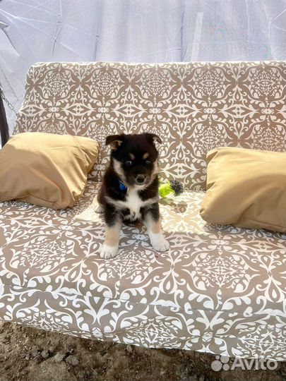 Щенки в дар в добрые руки