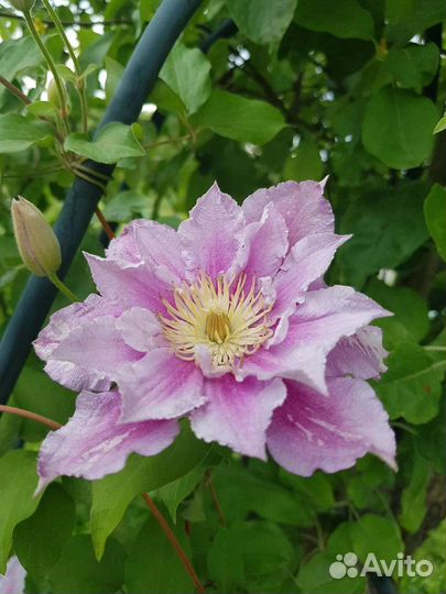 Махровый Клематис