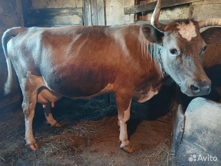Коровы дойные с телятами