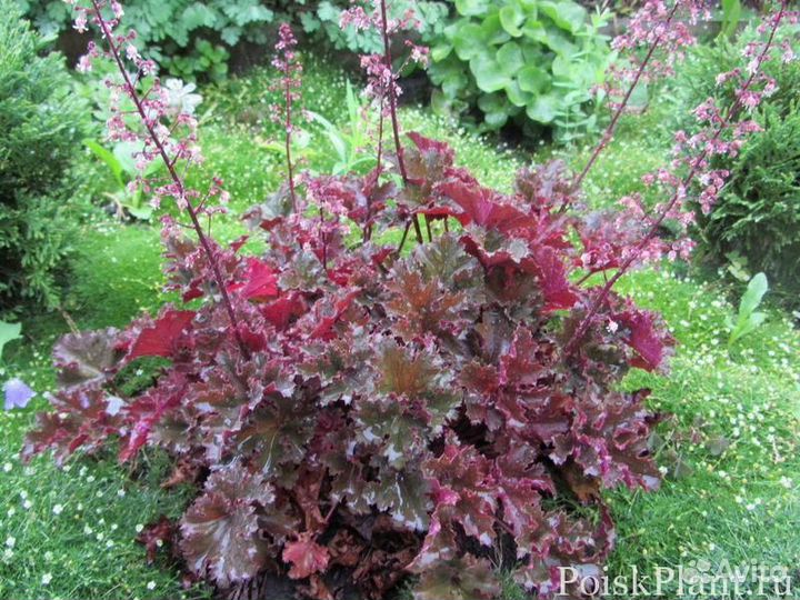 Саженцы гейхеры