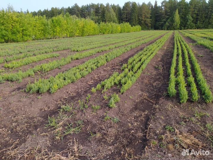 Сеянцы кедра Сибирского