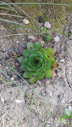 Молодило (каменная роза)