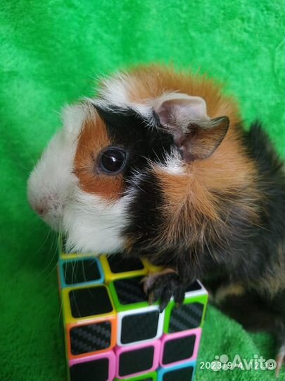 Морская свинка-девочка. Абиссинская порода