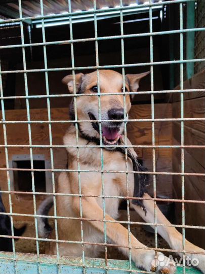 Молодая собака из приюта с невероятными ушами