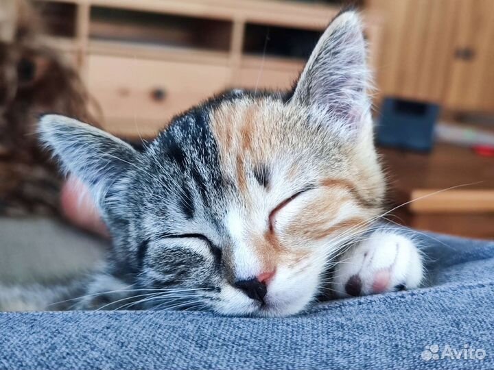 Отдам котенка в добрые руки
