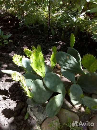 Кактус цветущий. Опунция. Зимует без укрытия