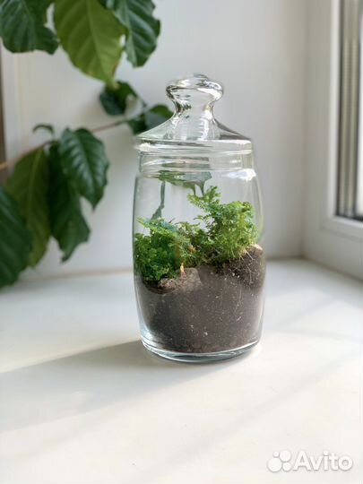 Флорариум в закрытой системе