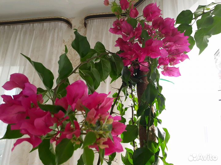 Бугенвиллия