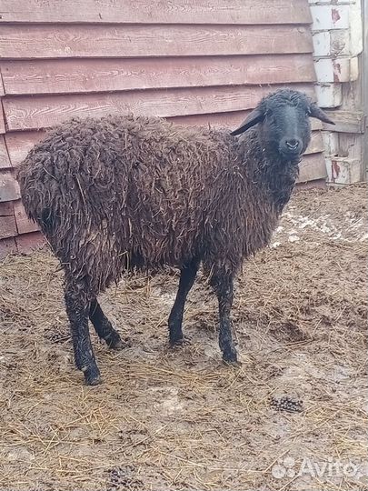 Курдючные бараны овцы