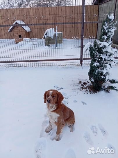 Бретонский Эпаньоль (Бретон) для вязки