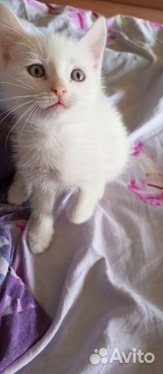 Отдам котят