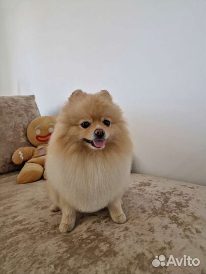 Стрижка собак и кошек, груминг