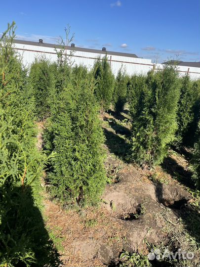 Туя колумна,смарагд