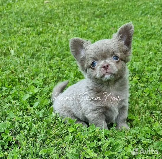 Чихуахуа кукольный мальчик