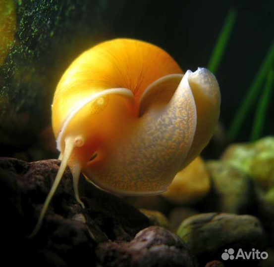 Улитки катушки,ампулярии