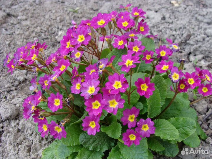 Примула, маргаритки