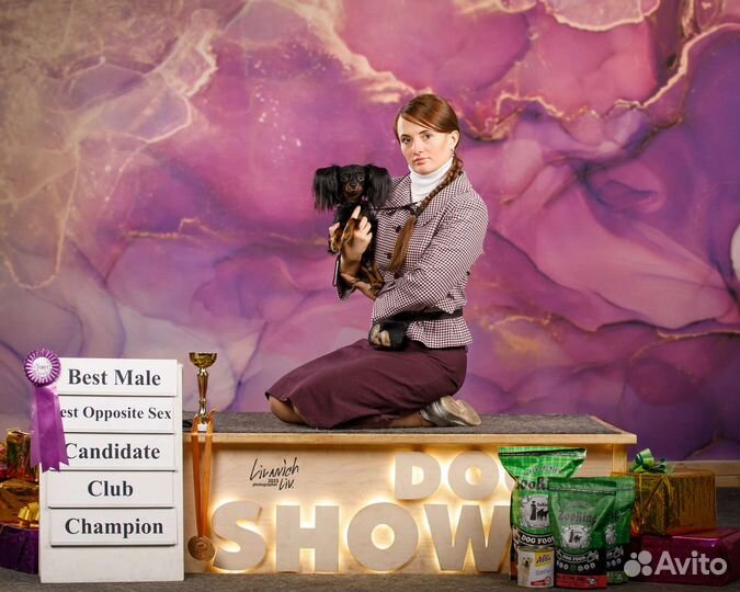 Хендлер. грумер. стрижка собак,кошек