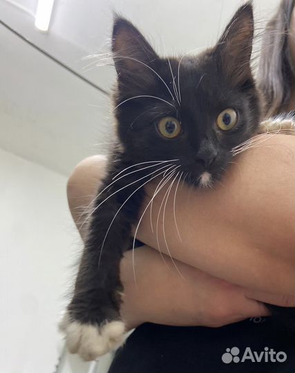 Котенок в добрые руки