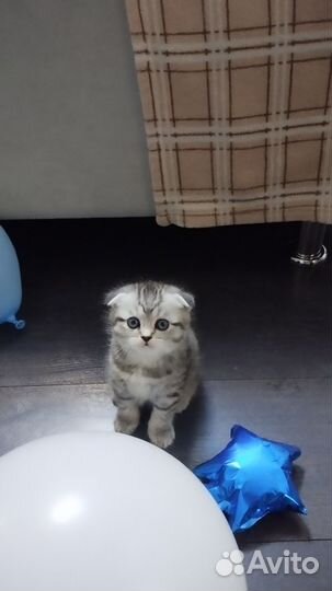 Шотландские вислоухие котята