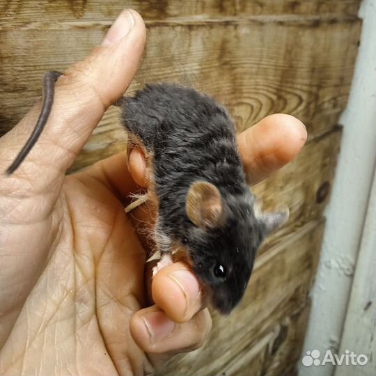 Мыши кудрявые рекс сатин декоративные ручные