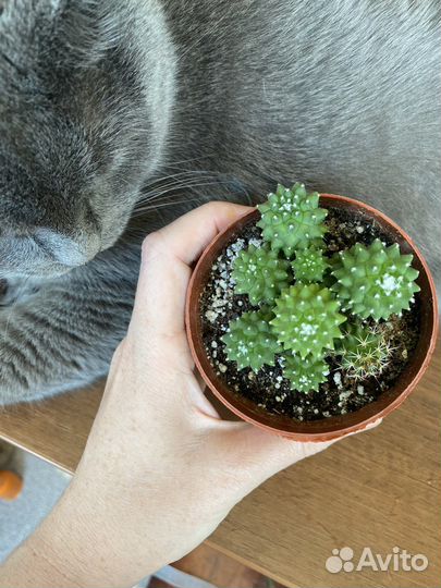 Кактусы и суккуленты