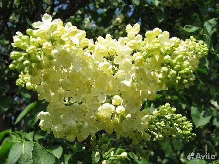 Сирень Примроуз (Primrose)