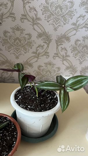 Диффенбахия