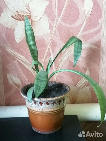 Сансевиерия