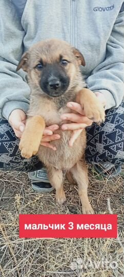Щеночки в добрые руки. Примерно 2-3 месяца