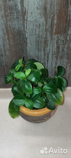 Пеперомия зеленая, магнолиялистная