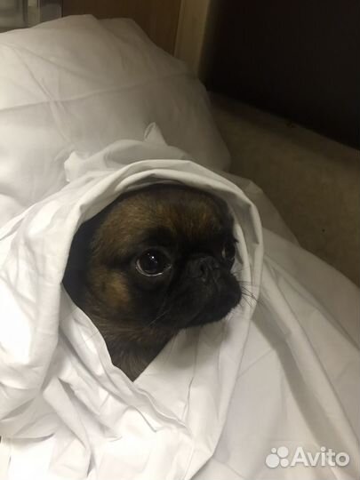 Пти брабансон вязка