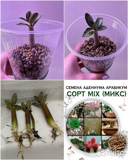 Адениум Обессум и Арабикум