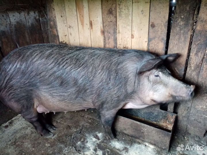 Свиноматки