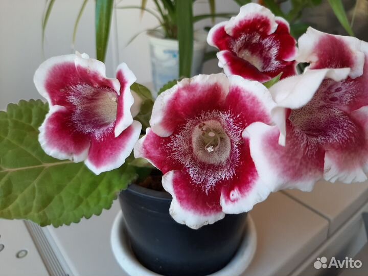 Глоксинья цветущая