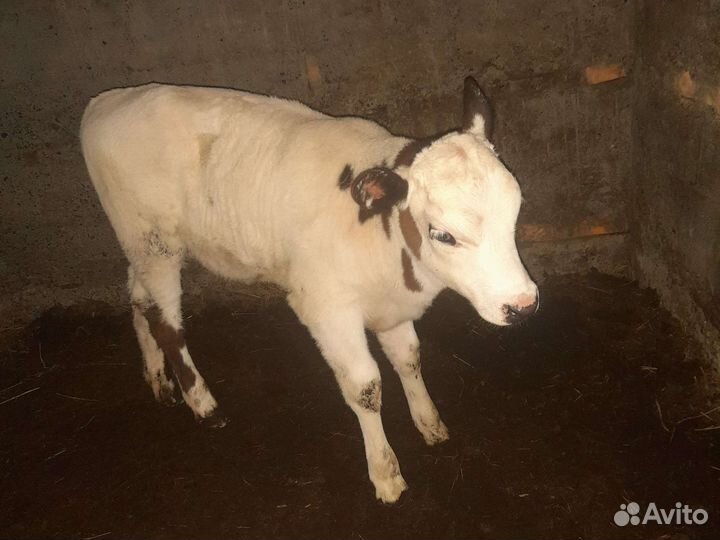 Продажа телят