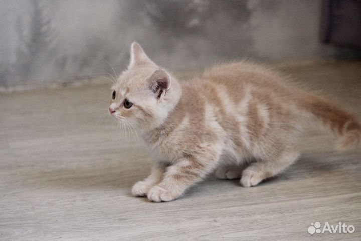 Британские котята