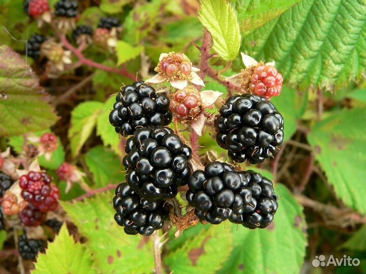 Саженцы ежевики и желтой малины