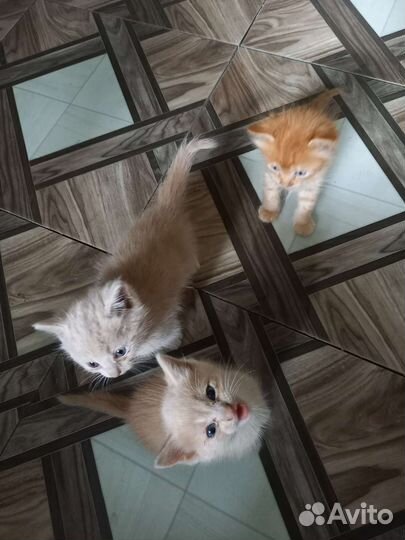 Кошка в дар