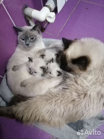 Котята в добрые руки