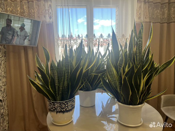 Сансевьерия