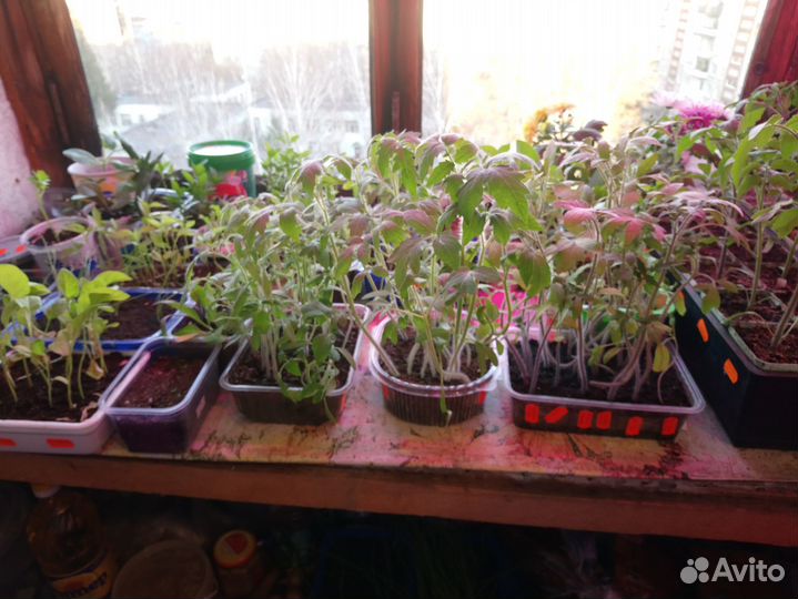 Рассада помидор,перцев и баклажан