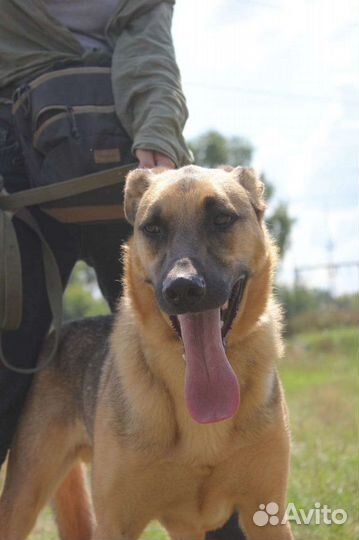 Лео хочет домой