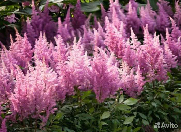 Многолетние цветы рассада