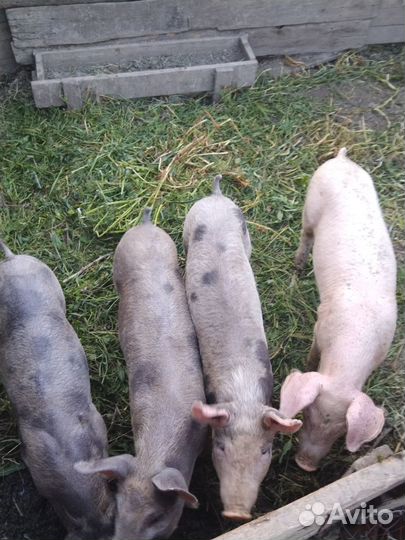 Продаются поросята породы пьетрен
