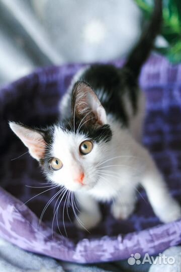 Девочка 3 мес в добрые руки