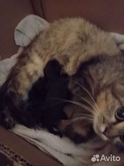 Котята ищут новый дом