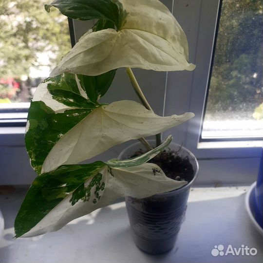 Комнатные растения цветы