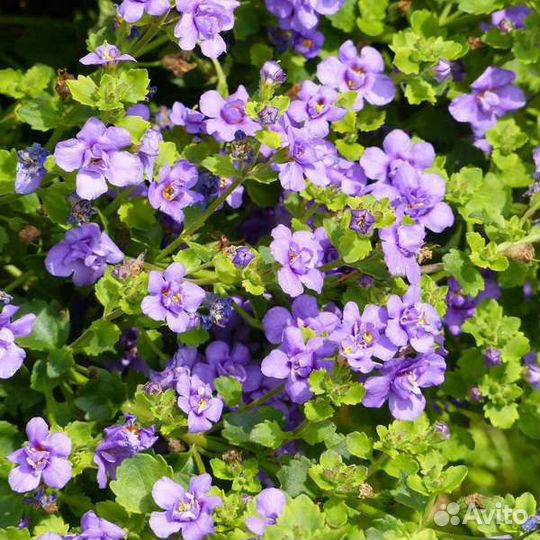 Бакопа, алиссум и лобелия вегетативная